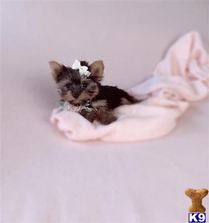 gpupies20 Picture 1